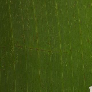 Extracto seco de hojas de Banaba